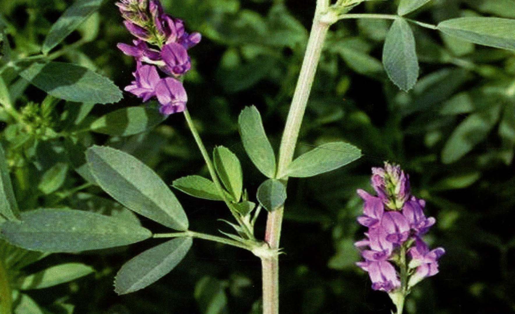 紫花地丁-六盘山药用植物-图片